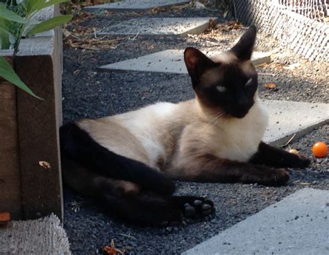 Find Siameses for Sale in Lakeland on Oodle Classifieds. . Siamese kittens for sale portland